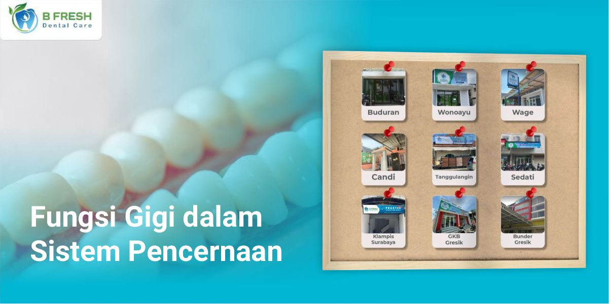 Fungsi Gigi Dalam Sistem Pencernaan