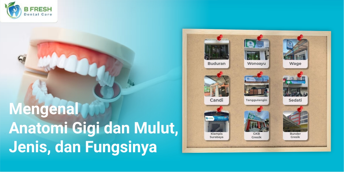 Mengenal Anatomi Gigi dan Mulut, Jenis, dan Fungsinya